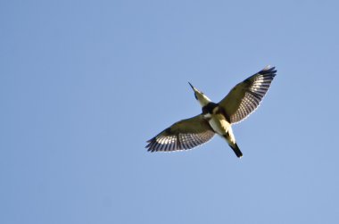 kuşaklı mavi gökyüzünde uçan kingfisher