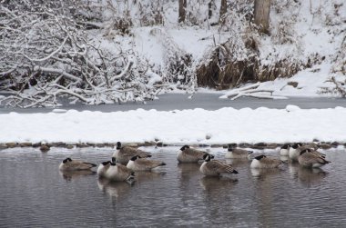 Nehirde bir taze kar yağışı sonra istirahat kazlar