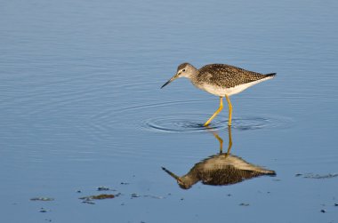 sığ suda yalnız kum kuşu