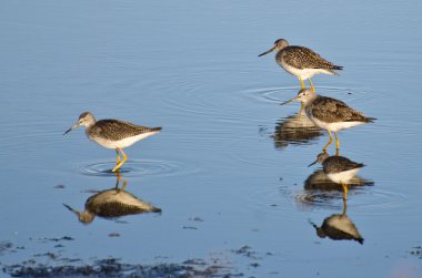 Four Sandpipers in Shallow Water clipart