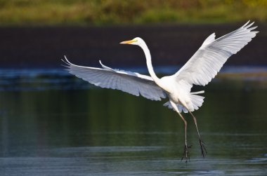 Büyük ak balıkçıl sığ suya iniş