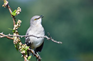 Singing Northern Mockingbird Perched in a Tree clipart
