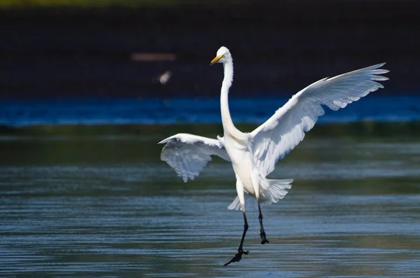 Great Egret เชื่อมโยงไปถึงในน้ําตื้น — ภาพถ่ายสต็อก