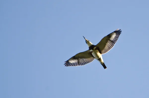 Kingfisher ceinture volant dans un ciel bleu — Photo