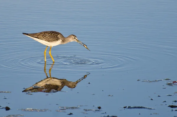 Sandpiper captura de un pez — Foto de Stock