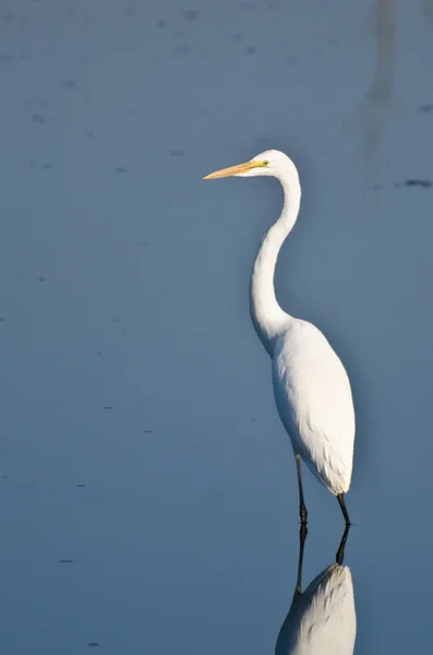 Nagy Egret vadászat halak — Stock Fotó