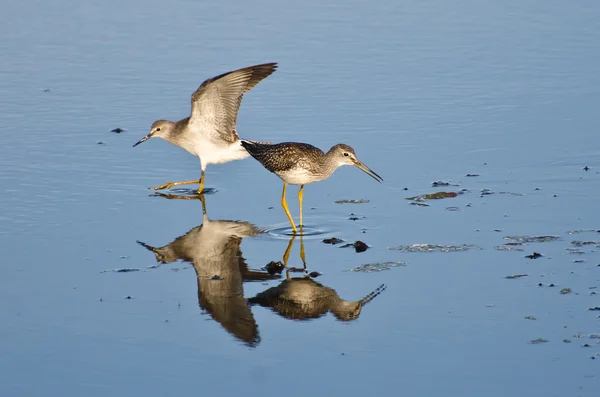 Two Sandpipers in Shallow Water — Stock Photo, Image