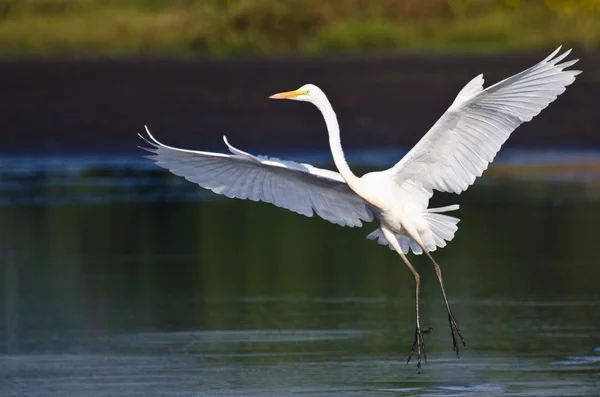 Great Egret เชื่อมโยงไปถึงในน้ําตื้น — ภาพถ่ายสต็อก