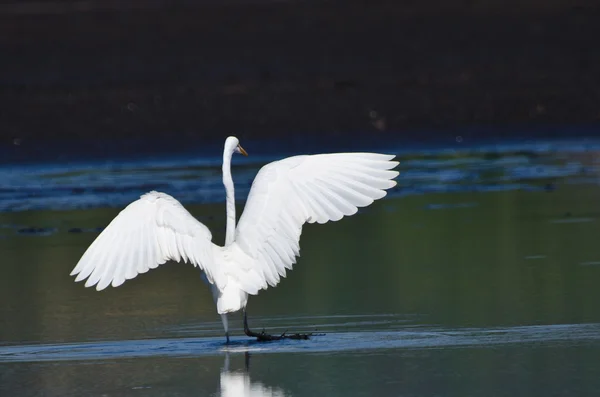 Great Egret Landing in Shallow Water — Stock Photo, Image