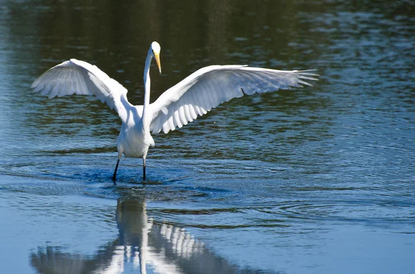 Great Egret Landing in Shallow Water — Stock Photo, Image