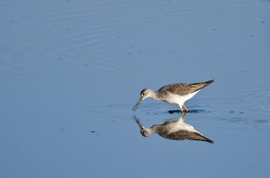 sığ suda yalnız kum kuşu