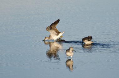 sığ suda üç çulluk