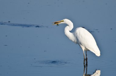 yakalanan balık büyük ak balıkçıl