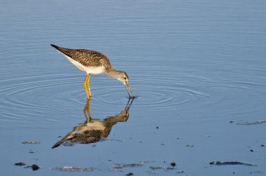 bir balık yakalamak kum kuşu