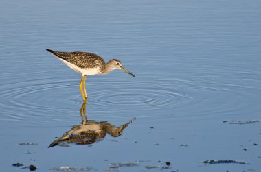 sığ suda yalnız kum kuşu