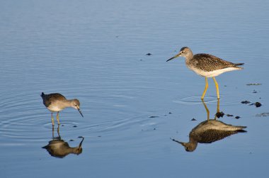sığ suda iki çulluk