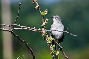 Northern Mockingbird Perched in a Tree clipart