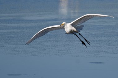 Büyük ak balıkçıl sığ suya iniş