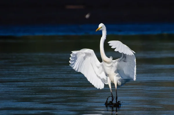 Great Egret Aterrizaje en aguas poco profundas — Foto de Stock