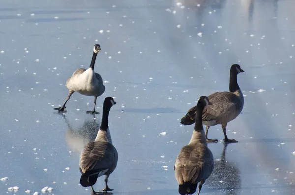 Canada goose schaatsen op het meer — Stockfoto