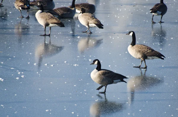 Gansos de Canadá caminando en el lago congelado — Foto de Stock