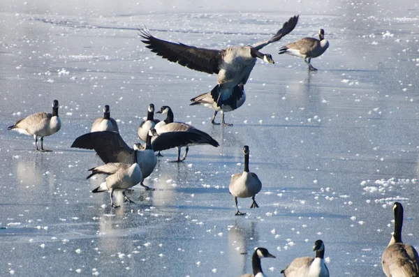 Canada goose přistání na zamrzlém jezeře — Stock fotografie