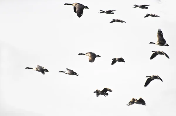 Стая канадских гусей, летающих на белом фоне — стоковое фото