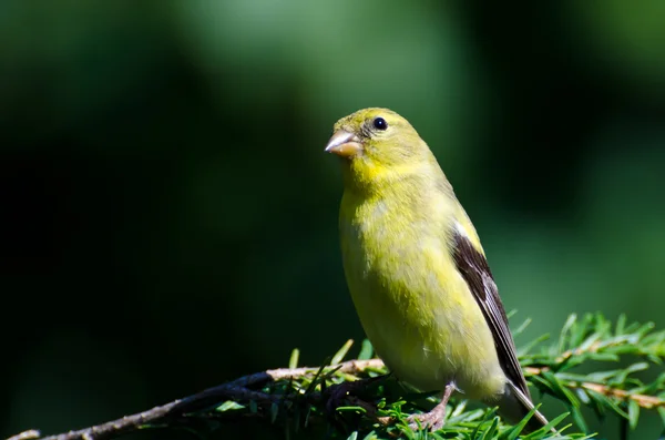 Female American Goldfinch Perched in an Evergreen — Stock Photo, Image