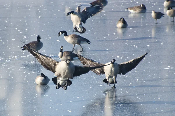 Canada Geese Landing on Frozen Lake — Stock Photo, Image