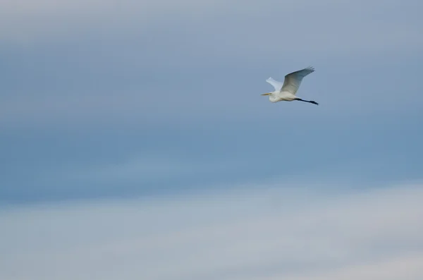 Great Egret Volando en un cielo nublado — Foto de Stock
