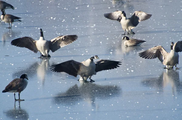 Débarquement de Bernaches du Canada sur le lac gelé — Photo