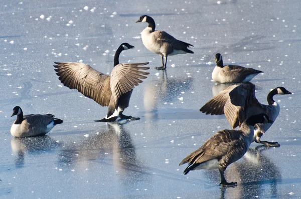 Débarquement de Bernaches du Canada sur le lac gelé — Photo