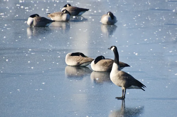 Kanada husy odpočívá na zamrzlém jezeře — Stock fotografie