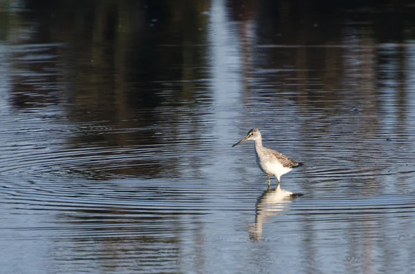 Sandpiper Wading Among the Ripples — Stock Photo, Image