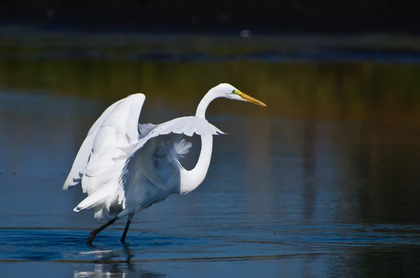 เที่ยวบินที่ยอดเยี่ยม Egret — ภาพถ่ายสต็อก