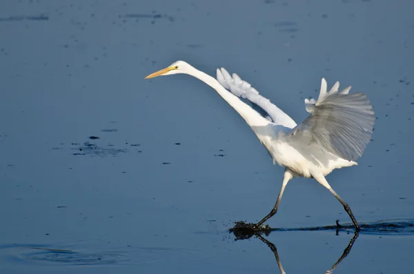 Great Egret Taking to Flight — Stock Photo, Image