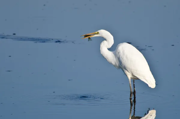 Grande Egret com peixes capturados — Fotografia de Stock