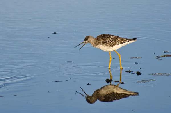 Sandpiper чхають — стокове фото