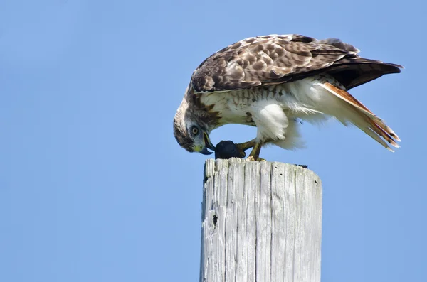 Falco dalla coda rossa che mangia una tartaruga — Foto Stock