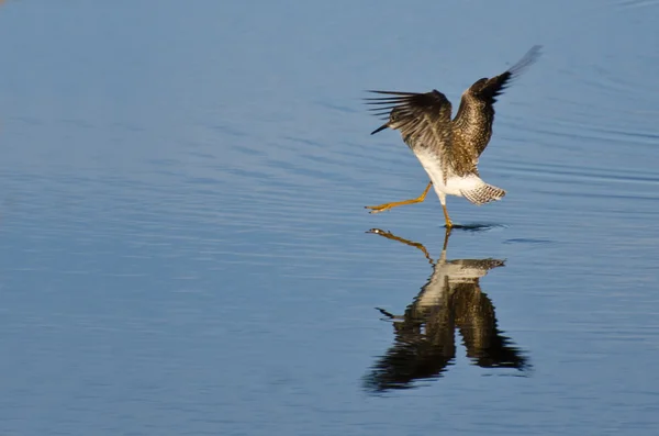Su üzerinde açılış kum kuşu — Stok fotoğraf