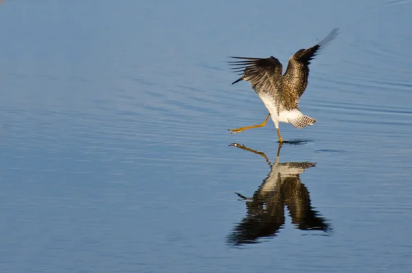 Débarquement du bécasseau sur l'eau — Photo