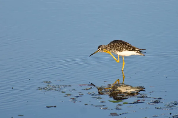 Sandpiper coçar uma coceira — Fotografia de Stock