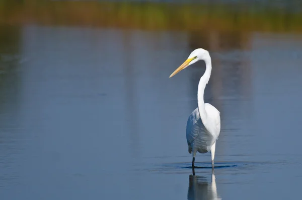 Great Egret Hunting for Fish — Stock Photo, Image