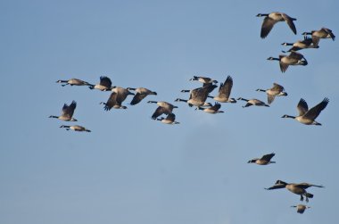 mavi gökyüzünde uçan Kanada kaz sürüsü