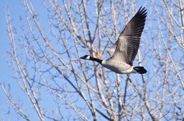 Kanada Kazı uçuş alarak
