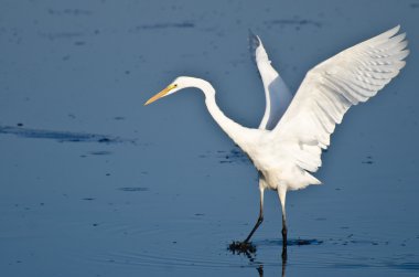 uçuş alarak büyük ak balıkçıl