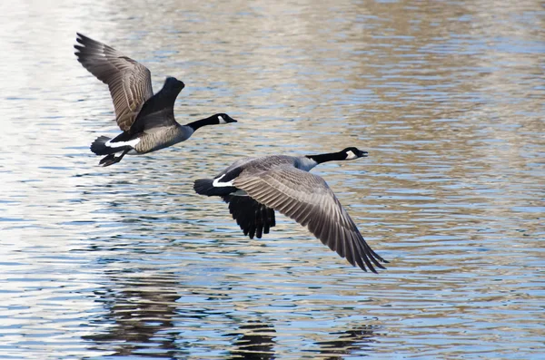 Canadese ganzen nemen naar de vlucht uit het water — Stockfoto