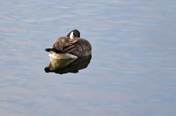 Bernaches du Canada Dormir sur la mer — Photo