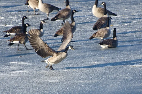 Canada Goose Taking Off From Frozen Lake — Stock Photo, Image
