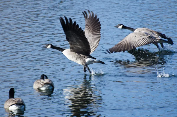 Канадские гуси вылетели из воды — стоковое фото
